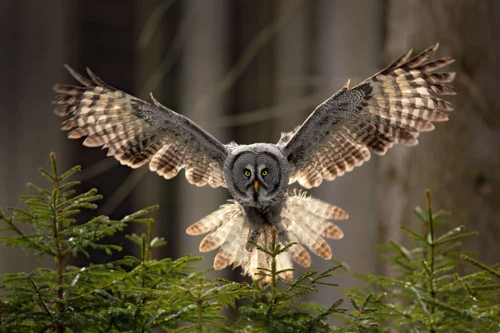Barred Owl Landing