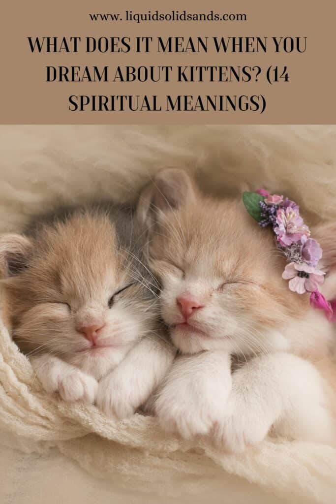 What Does It Mean When You Dream About Kittens 14 Spiritual Meanings 683x1024 